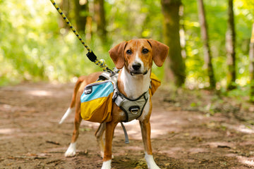 Checklist for Fall Camping with Your Dog
