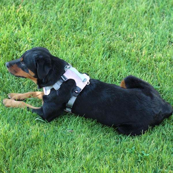 Millvue Desert Flower EZ Fit™ Dog Harness