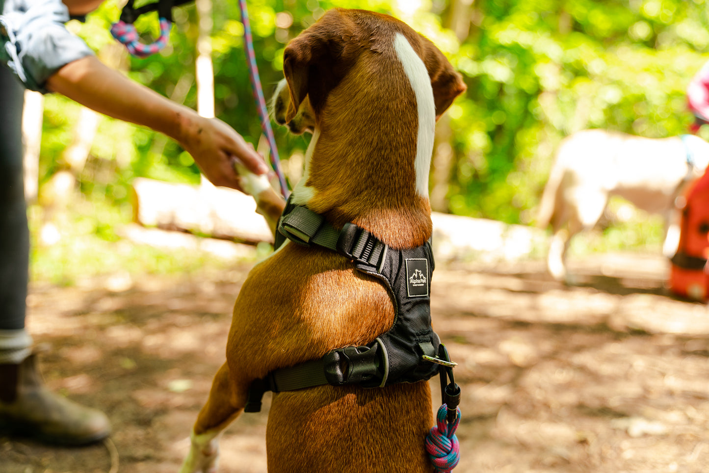 Millvue ブラック EZ Fit ™ 犬用ハーネス - 卸売