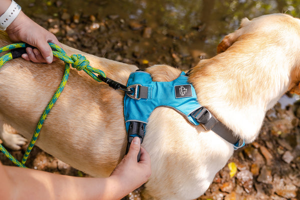 Millvue Ocean Blue EZ Fit™ Dog Harness