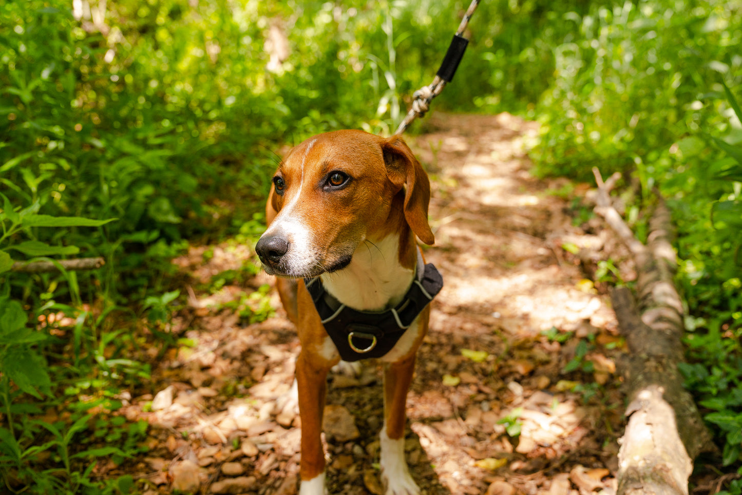 Destination 7MM Kernmantle Rope Leash - Wholesale
