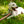Natchez Pattern Flat Dog Leash