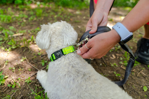 Appalachian Kiwi Green Dog Collar