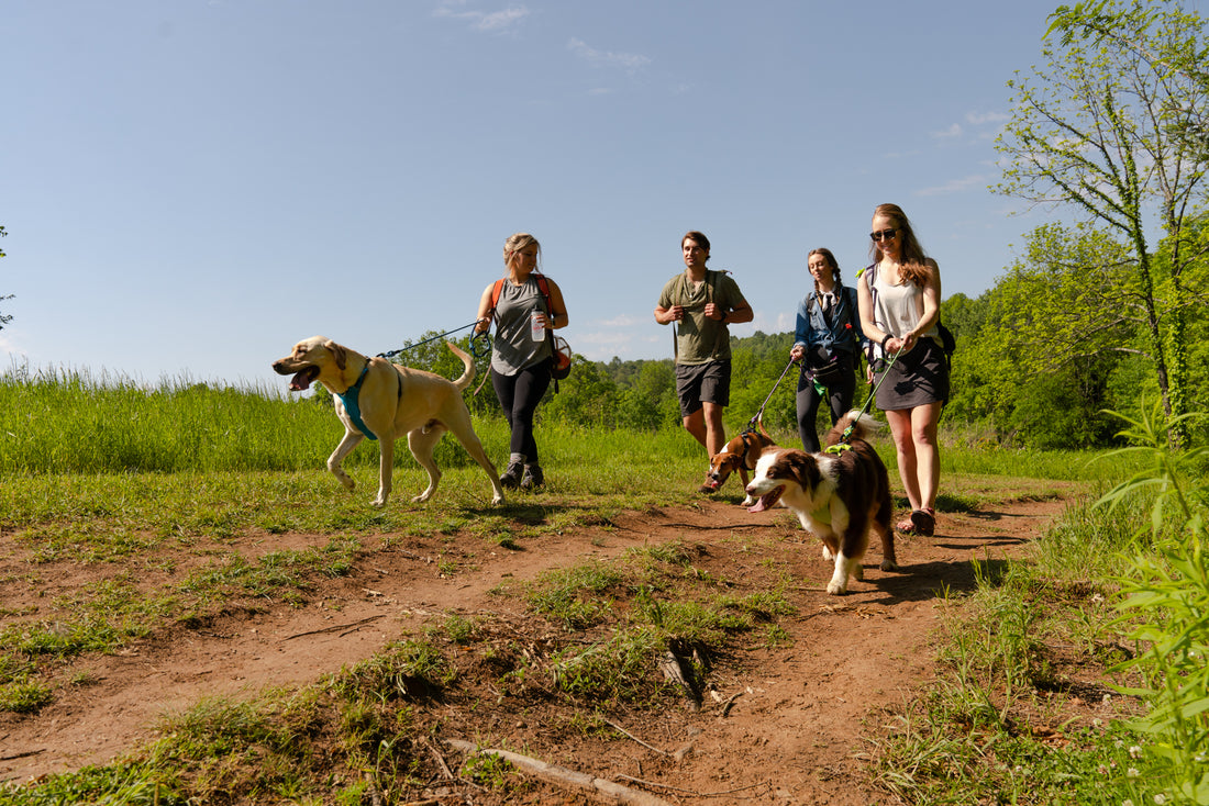 Sustainable Dog Gear for Our Pets and the Planet