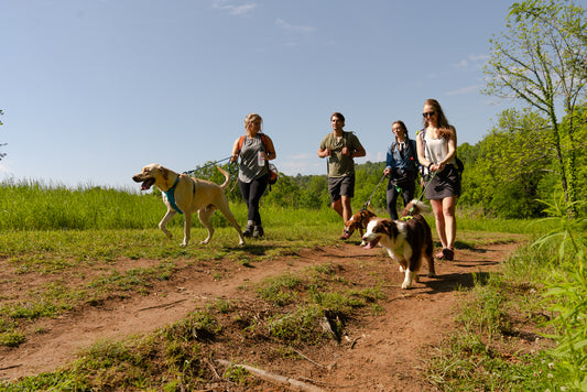 Sustainable Dog Gear for Our Pets and the Planet