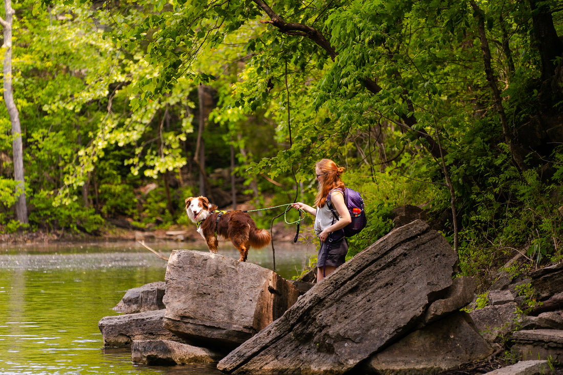 Tips for Springtime Hikes With Your Dog