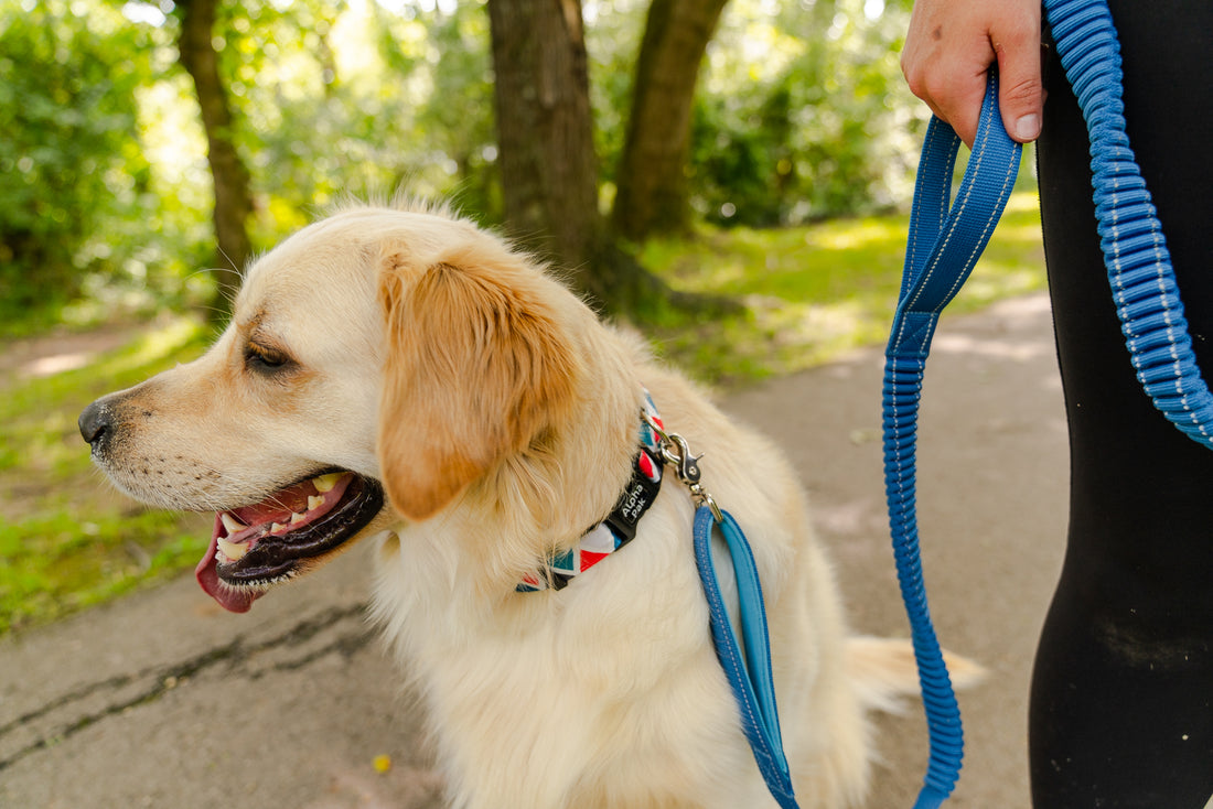 Tips For Running With Your Dog