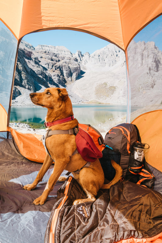 New Gear Alert - Dog Backpacks