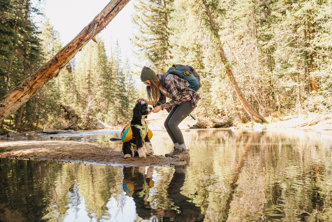 Lake Trips With Your Dog 101