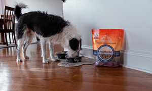 Introducing Alpha Pak’s New Freeze-Dried Dog Food: A Complete Nutritional Guide to Our Ingredient List