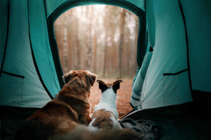 two dogs camping in a tent