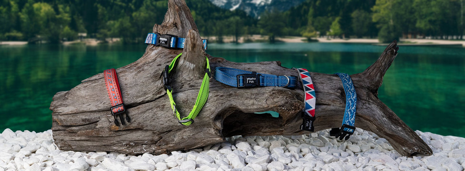 assorted colors dog collars near lake