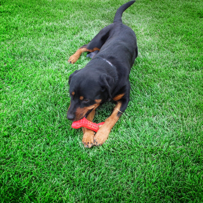 Arlo's Favorite Rubber Bone