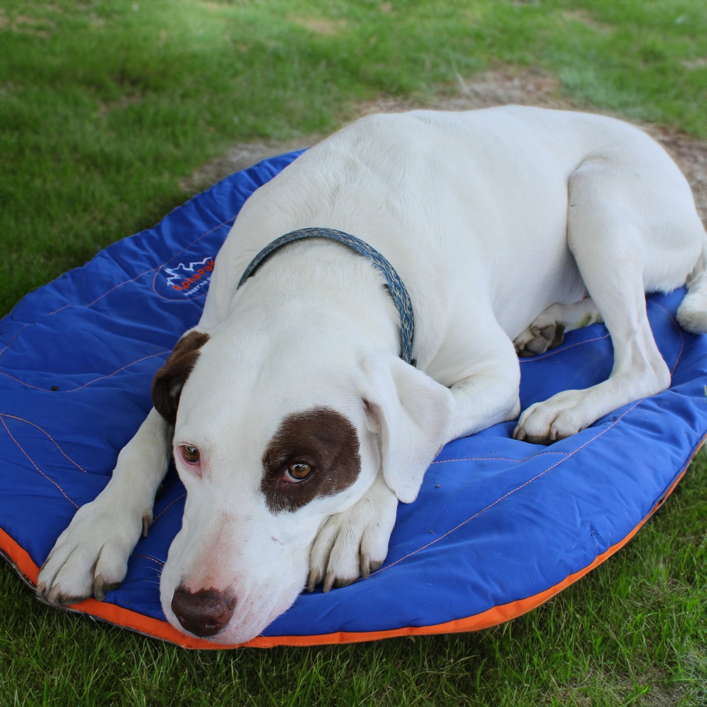 Eclipse Blue Compressible Waterproof Dog Sleeping Mat