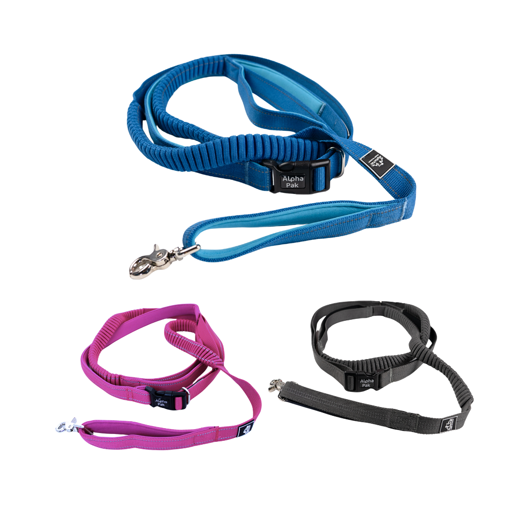 Everyday Runner Stretchable Dog Leash