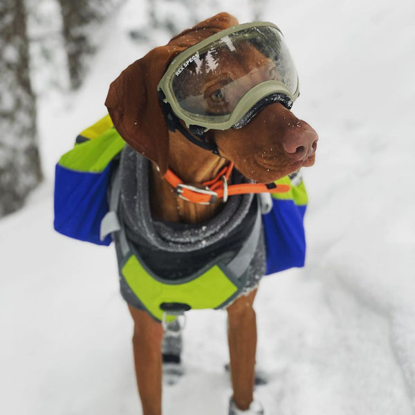 Dog in the snow with Rain Forest Pack