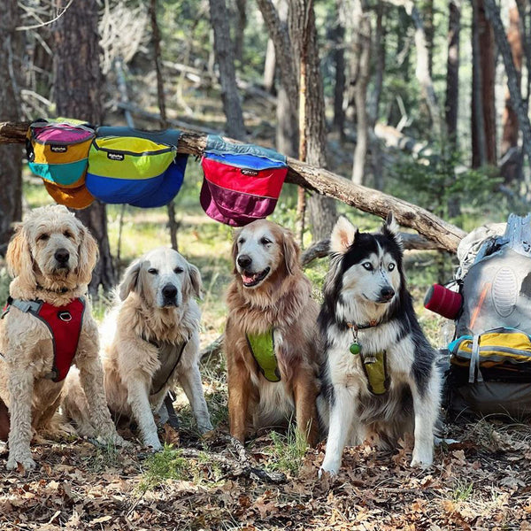 Camping with 4 dogs and 4 new packs
