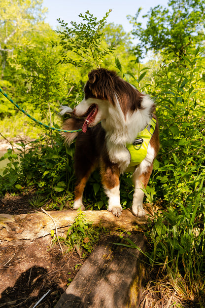 Millvue Kiwi Green EZ Fit™ Dog Harness