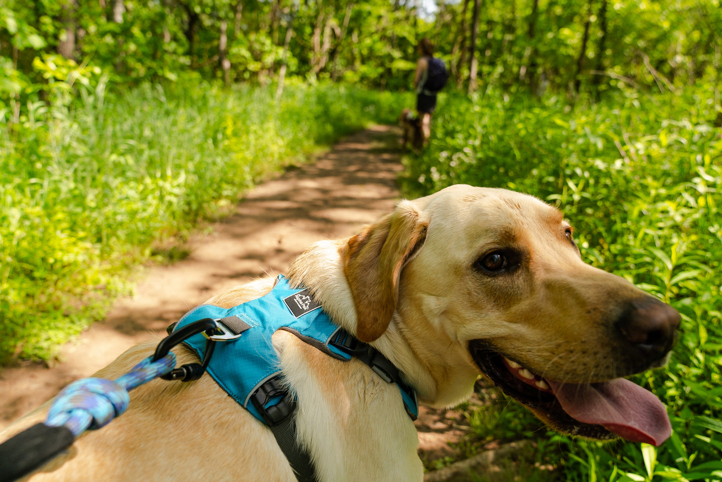 Millvue Ocean Blue EZ Fit™ 犬用ハーネス - 卸売