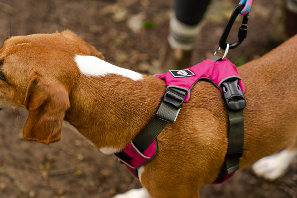 Millvue ラズベリー ピンク EZ Fit™ 犬用ハーネス