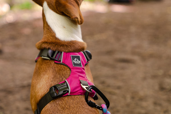 Millvue Raspberry Pink EZ Fit™ Dog Harness