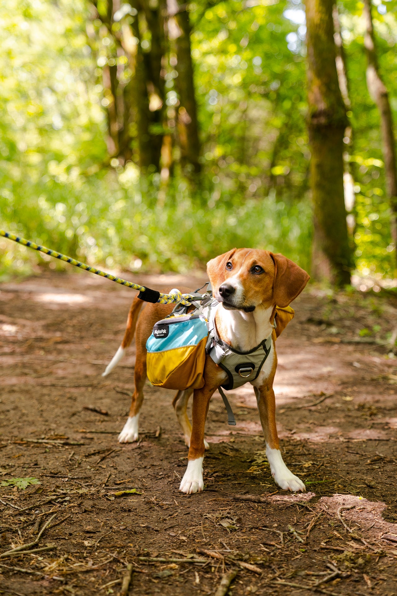 Adventurer Dog Pack (1-piece) - Wholesale