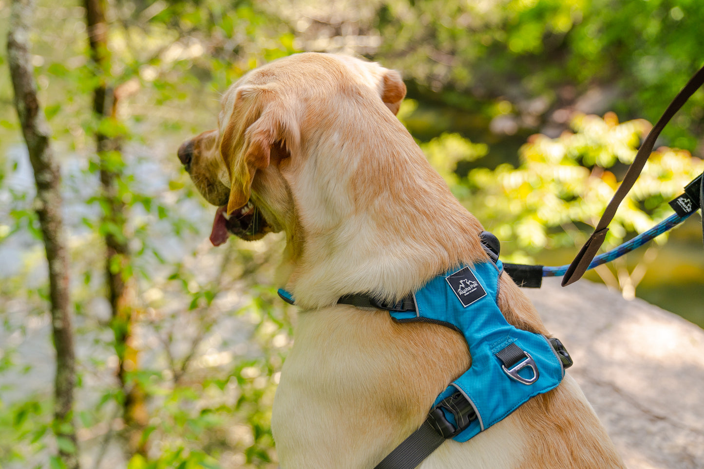 Millvue Ocean Blue EZ Fit™ Dog Harness