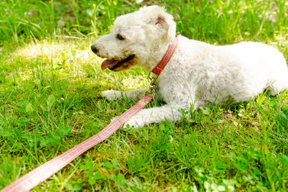 Natchez Pattern Dog Collar