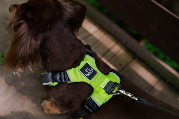 Millvue Kiwi Green EZ Fit™ Dog Harness
