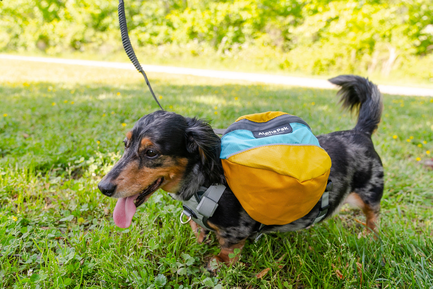 Adventurer EZ Latch™ Dog Pack (2-piece) - Wholesale