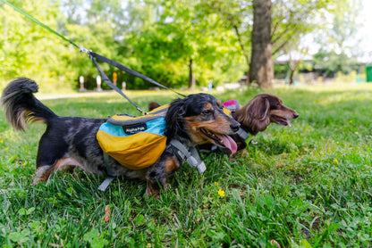 Adventurer EZ Latch™ Dog Pack (2-piece) - Wholesale