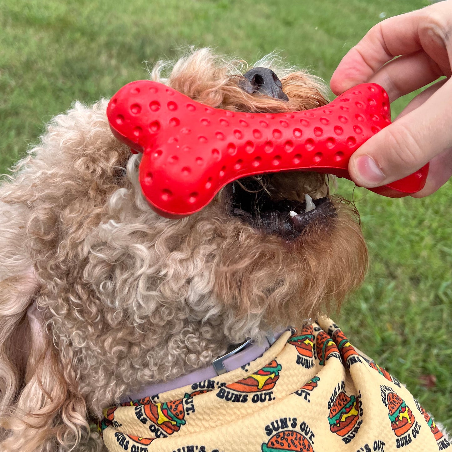 Arlo's Favorite Rubber Bone