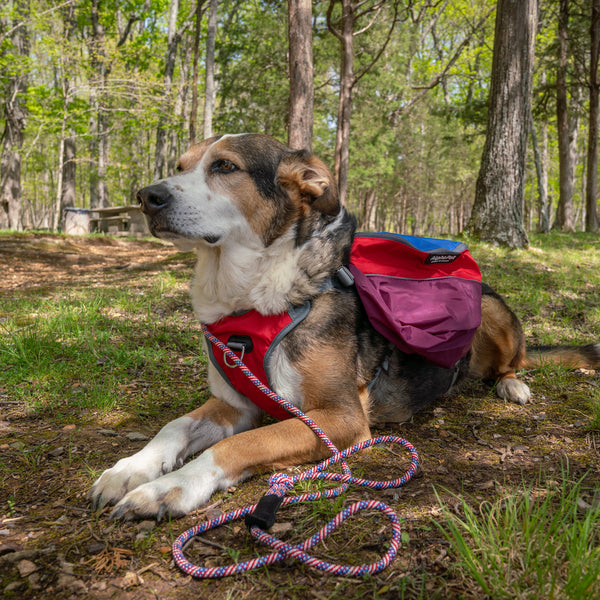 patriot Leash and Dog with pack