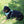 Millvue Riptide EZ Fit™ Dog Harness Side view