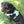 Millvue Riptide EZ Fit™ Dog Harness Dog looking up