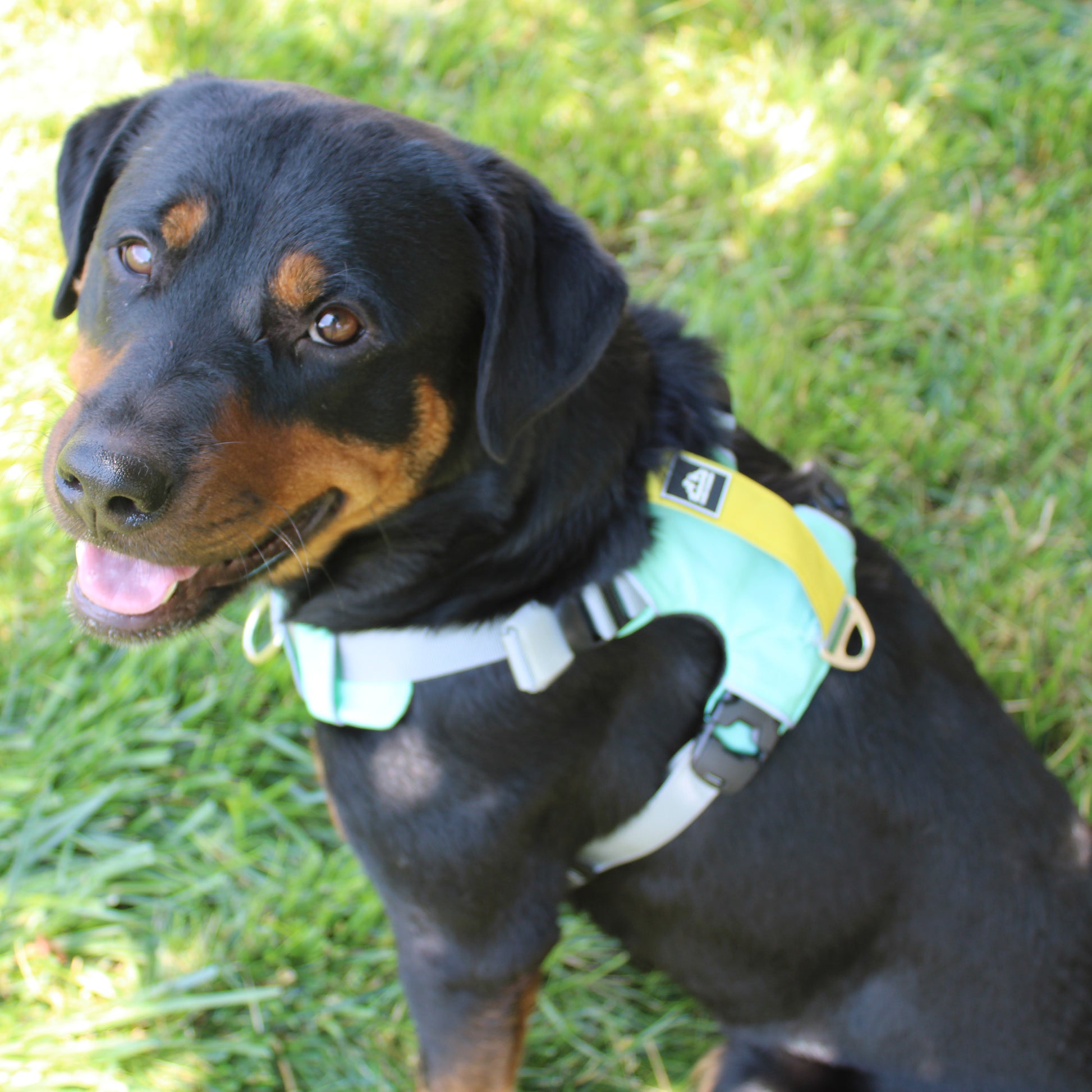 Millvue Riptide EZ Fit™ Dog Harness Dog looking up