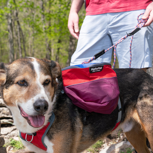 Patriot Leash with dog and pack