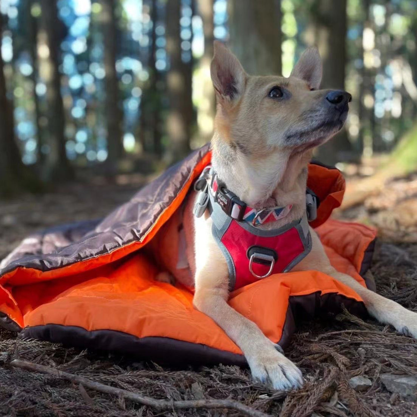 Nova Compressible Waterproof Dog Sleeping Bag