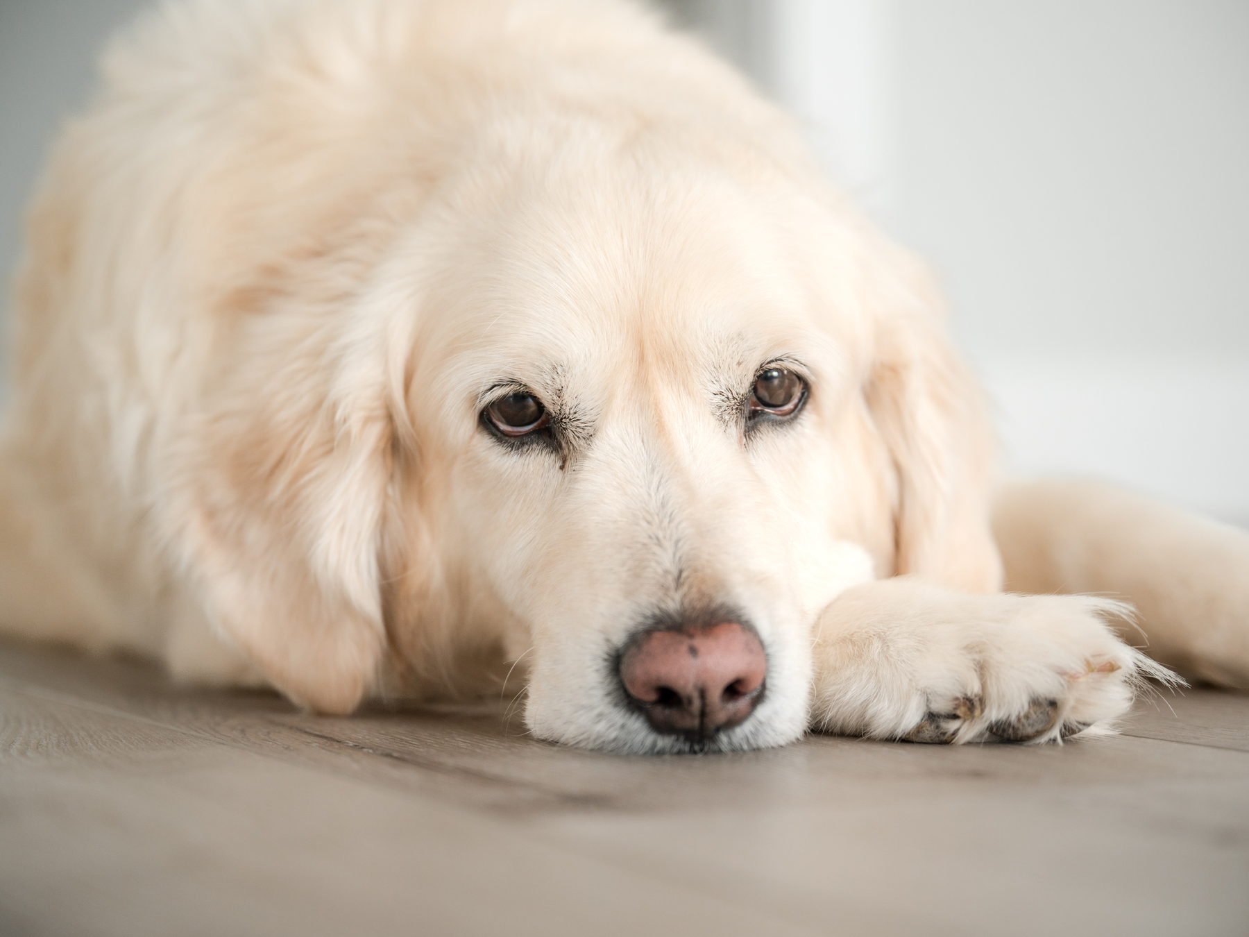 A cream golden retriever resting its head on a wood floor, eyes open